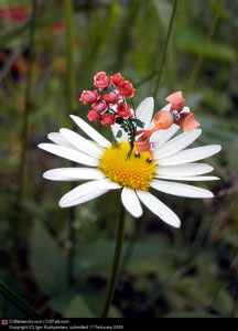 Ilustraciones para San Valentín